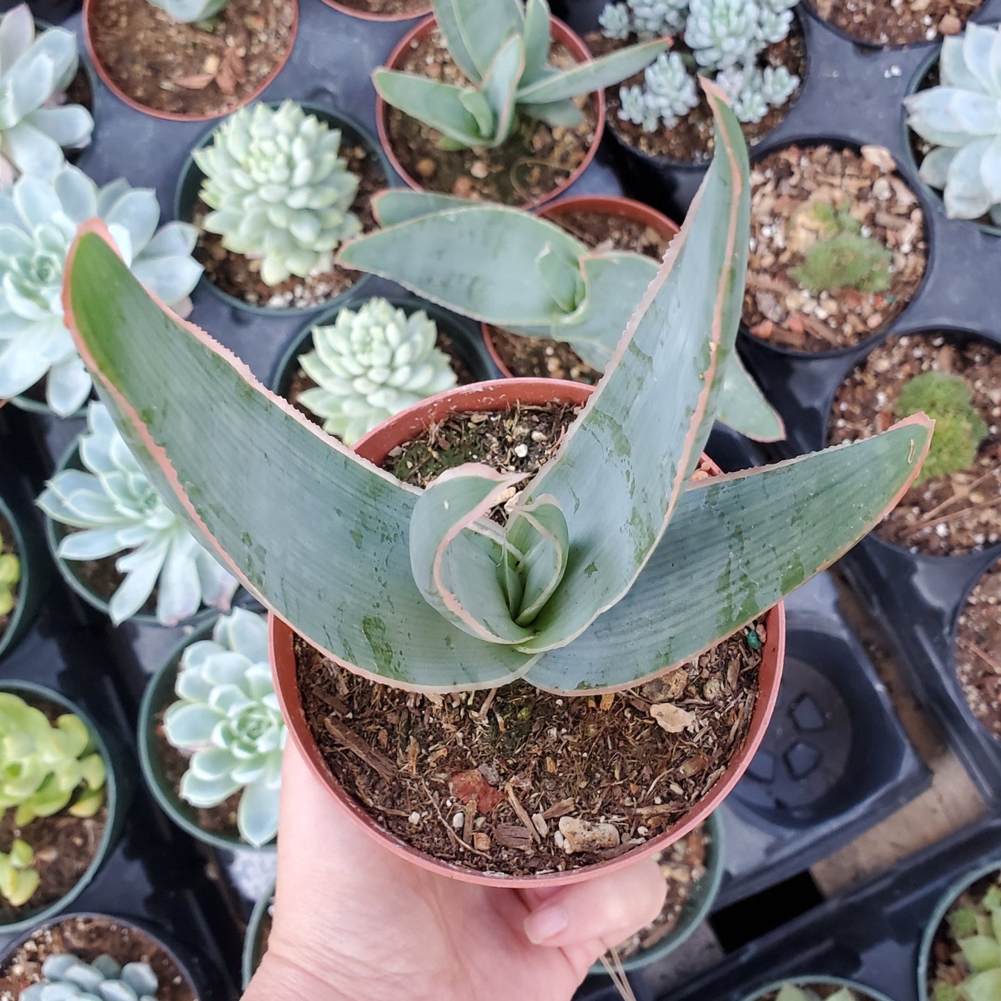 Aloe striata 'Coral Aloe'